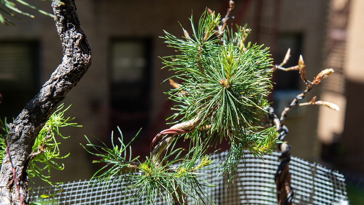 The bonsai auction game - by Max Falkowitz