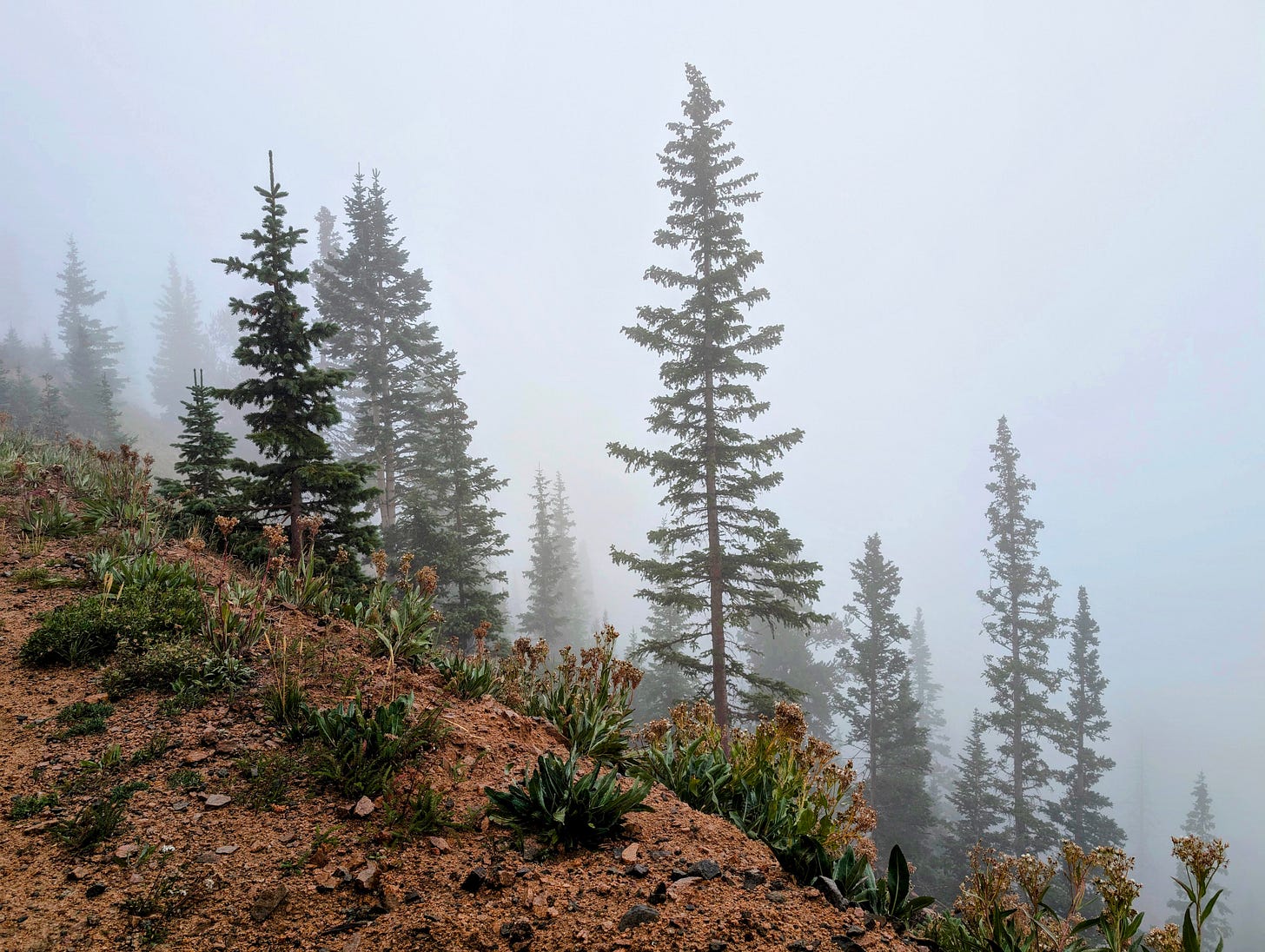 Foggy mountainside trail with evergreen trees and wildflowers, hugging a steep drop-off that disappears into the mist. Foggy mountainside trail with evergreen trees and wildflowers, hugging a steep drop-off that disappears into the mist.