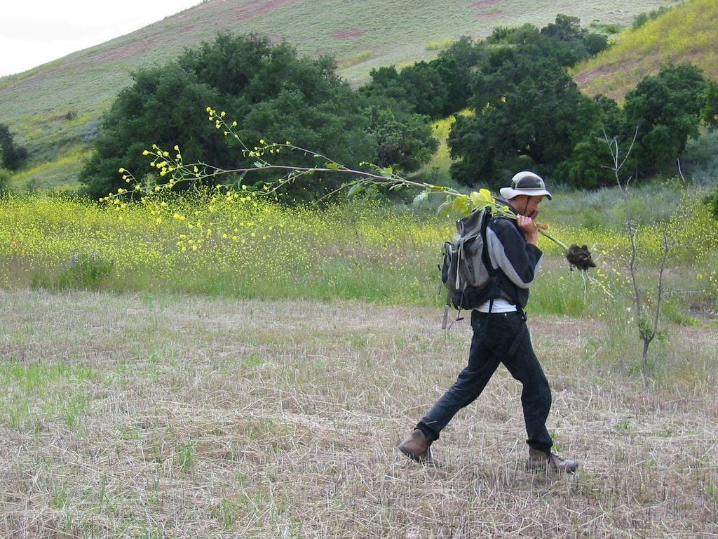 a tall white person in his 20s carrying a massive tall black mustard plant and rubbing their nose because they are allergic to black mustard. Oaks and coastal sage scrub and more mustard occur in the background.