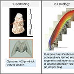 Anthropology.net