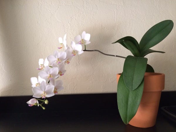 An orchid from the summer. An orchid from the summer.