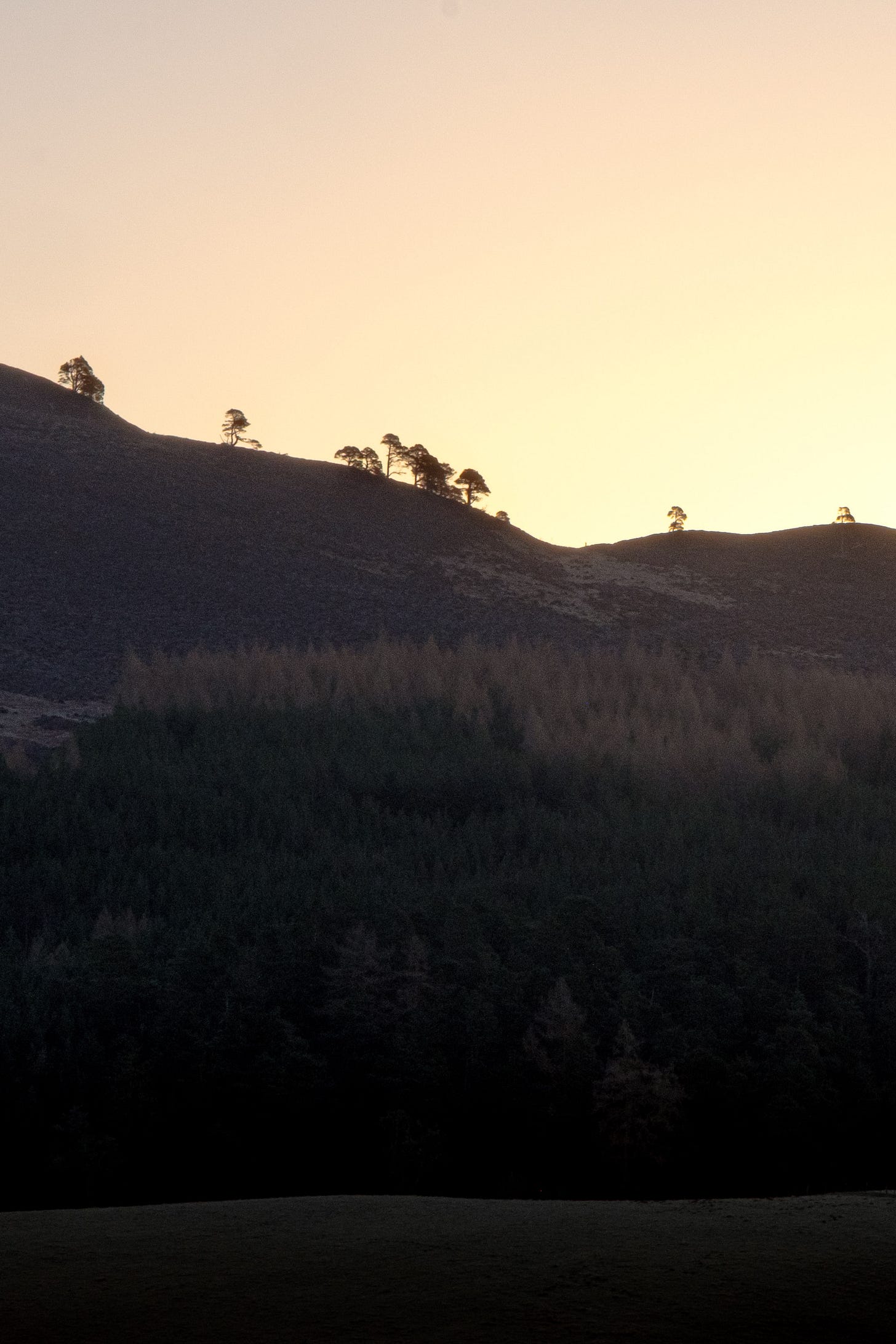 Golden sunlight begins to leak into the dark blue sky, bringing a mountain top into view at sunrise. The outlines of the trees bring a sense of scale to the vast image and an eager anticipation for what's to come.