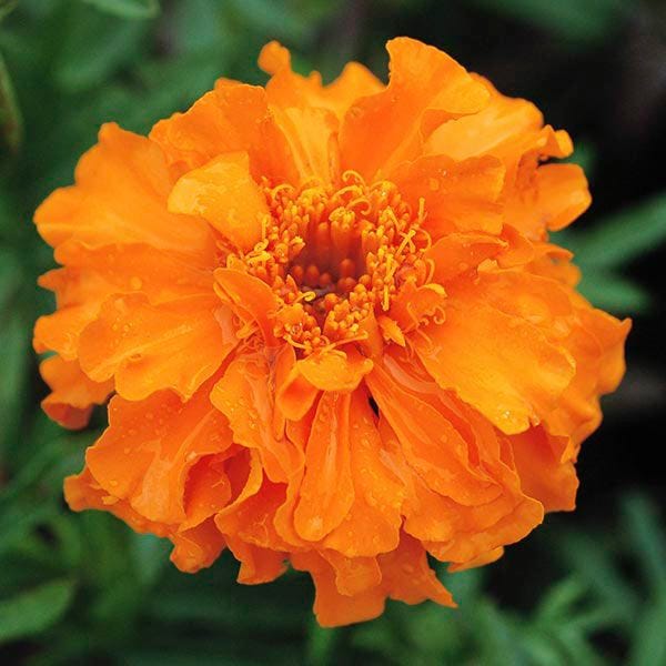 Organic Non-GMO Dark Orange Marigold