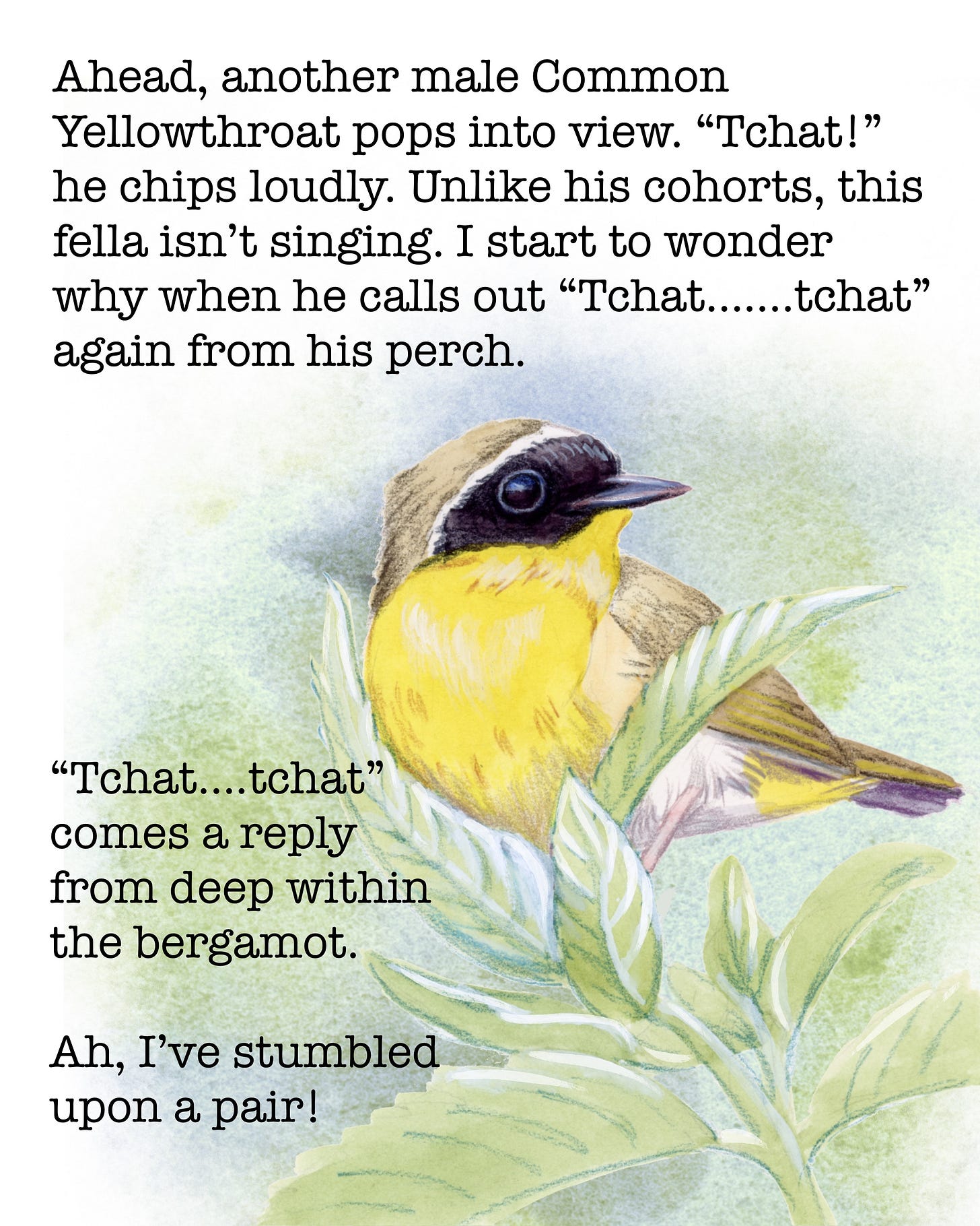 Ahead, another male Common Yellowthroat pops into view. “Tchat” he chips loudly. Unlike his cohorts, this fella isn’t singing. I start to wonder why when he calls out “tchat…….tchat” again from his perch. “Tchat….tchat” comes a reply from deep within the bergamot. Ah, I’ve stumbled upon a pair!