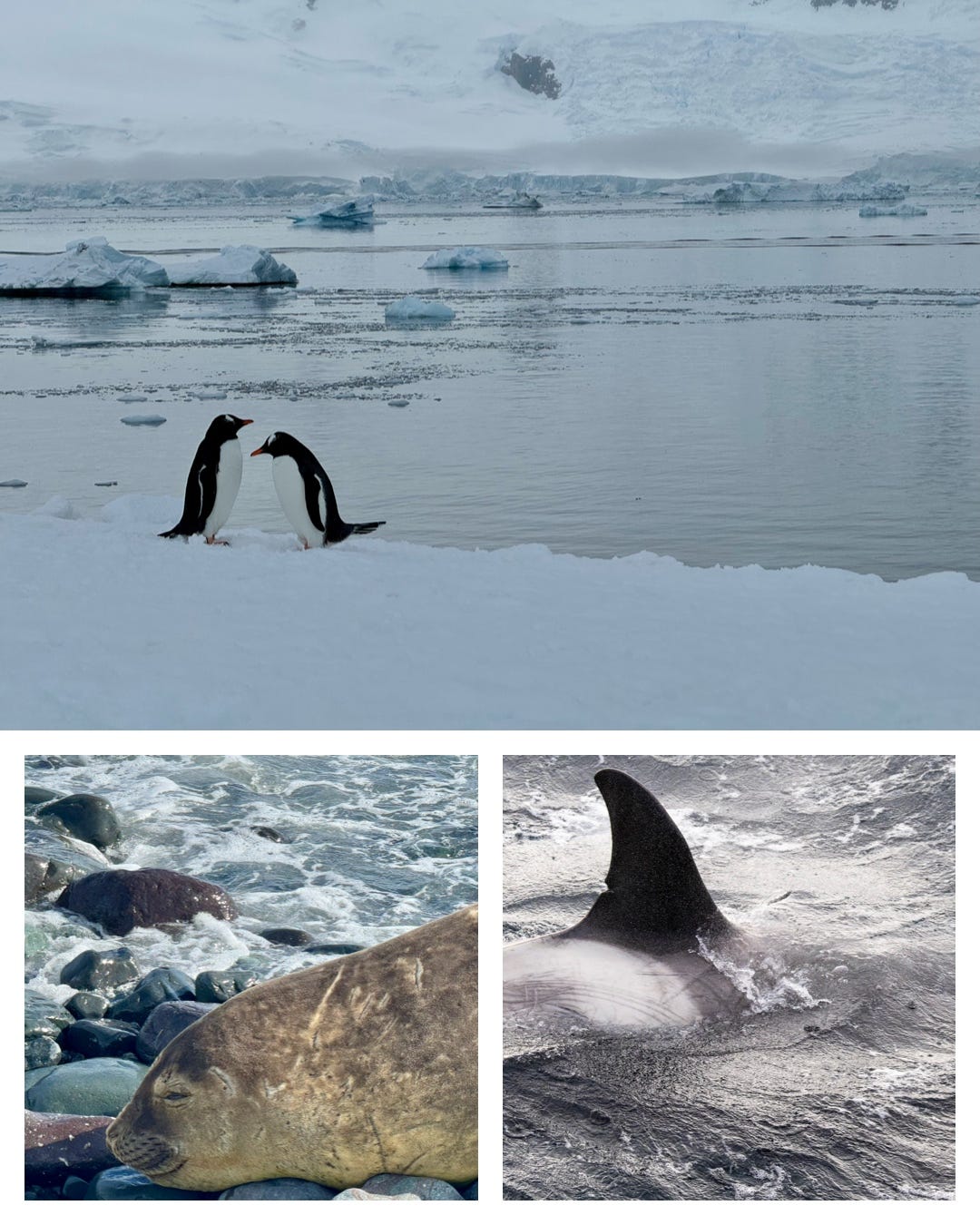 Tres fotos. Una pareja de pingüinos contra un fondo de agua y hielo, la aleta de una orca y cara de una foca. Fotos propias.