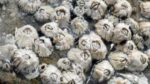 Acorn Barnacle | University of Puget Sound