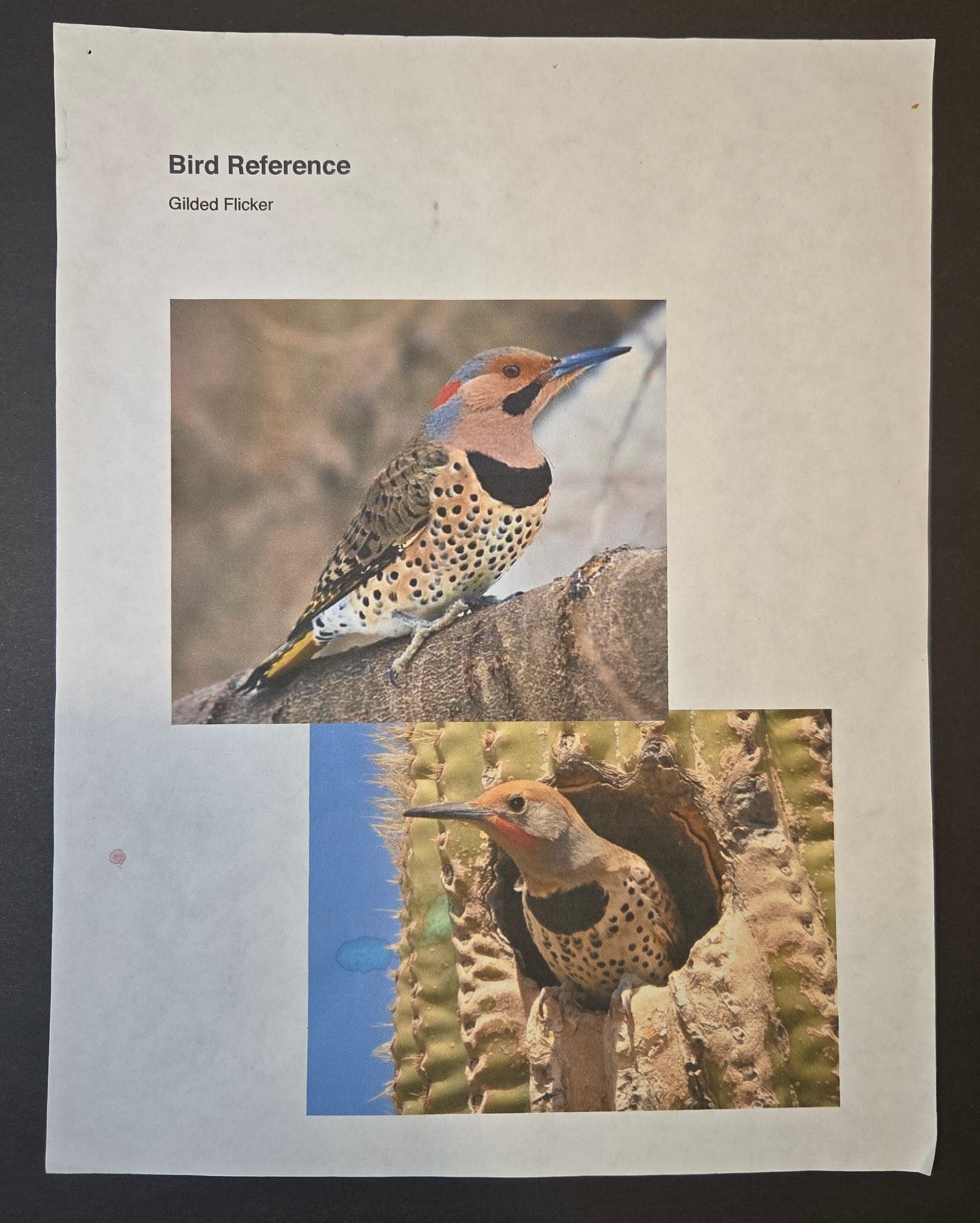 Reference sheet with two photographs of a gilded flicker woodpecker, one perched on a branch and one peeking from a cactus nest hole.