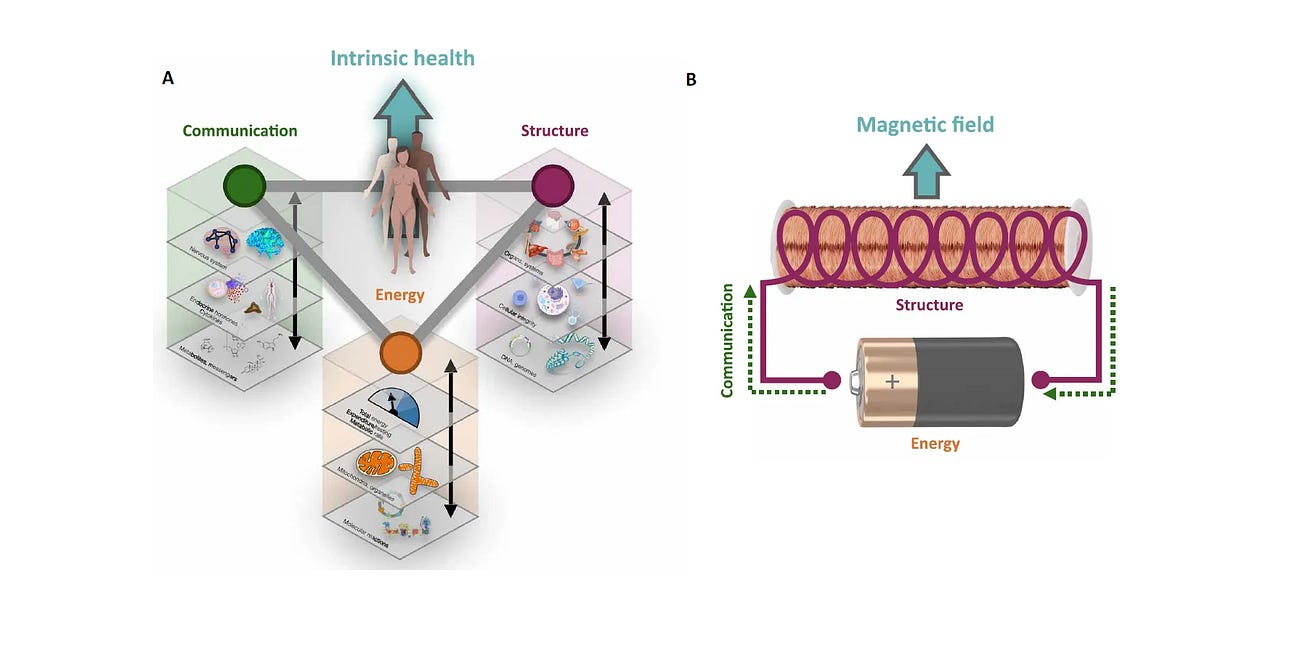 Intrinsic Health: A New Way to Understand How Our Bodies Maintain Their Internal Balance