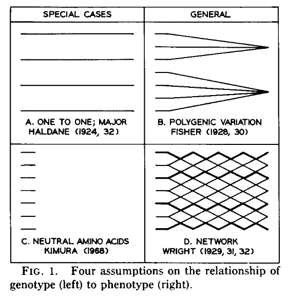 A box with four sub-squares labelled A–D. The caption tells us that in each of these four assumptions, we move from genotype (left) to phenotype (right). In A, “one to one, Major Haldane”, straight lines move from left to right without interacting. In B, “polygenic variation, Fisher” two sets of lines converge on the right. In C “neutral amino acids Kimura” the lines abruptly stop; and in D. “Network Wright”, there are branching lines that interact widely, producing a grid pattern.  