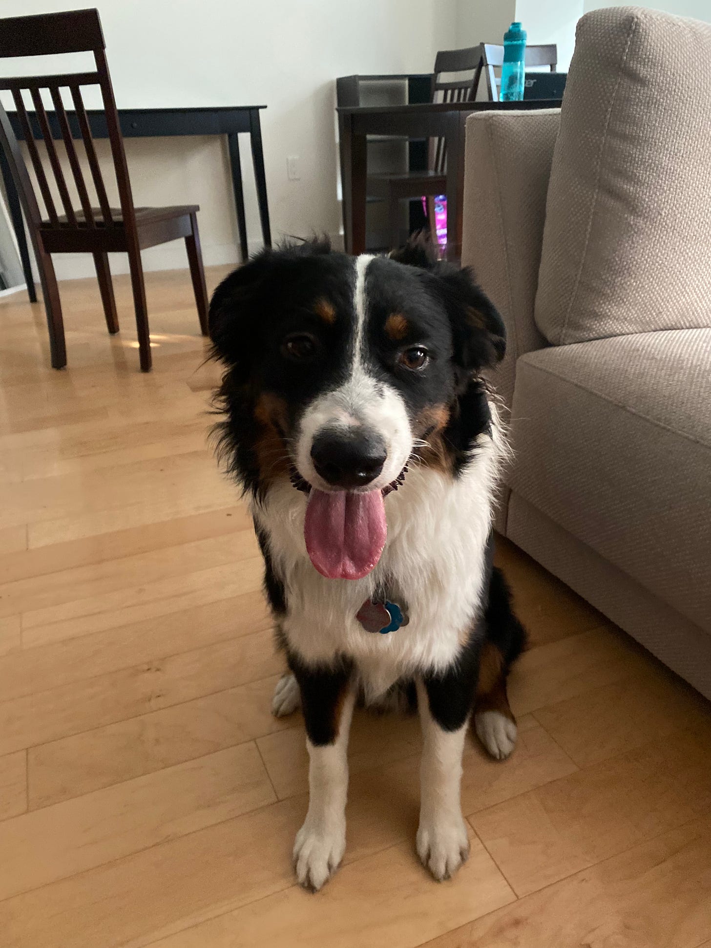 Aussie puppy looking adorable
