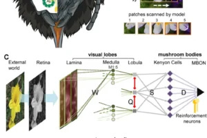 Neural network model of bee-inspired active vision (A) Right: A close-up of a bumblebee’s head, showing its eyes and antennae. Left: A diagram of the bee brain, highlighting key regions (antennal lobe, lateral horn, central complex, lamina, medulla, lobula, mushroom body) and the pathway from the retina to the mushroom bodies. (Illustration by Alice Bridges.) (B) The simulated bee scans a flower, moving its gaze left to right. Five example image patches show what the simulated eye sees during the scan. (C) The neural network mimics how a bee’s brain processes vision, learning, and memory: Photoreceptors in the eye detect patterns and excite lamina neurons. Lamina neurons send signals (via matrix W) to medulla neurons, which generate spikes. Five medulla neurons feed into each lobula neuron, which also inhibits its neighbors (via matrix Q). Lobula neurons connect to Kenyon cells in the mushroom body (via random weights S), which in turn connect to a single output neuron (MBON) (via weights D). A reinforcement neuron adjusts connections between Kenyon cells and MBON when certain visual cues appear, simulating learning through dopamine or octopamine. (D) The model uses temporal coding: as the bee scans, each medulla neuron responds to the moving object at a slightly different time. Signals from these medulla neurons reach the lobula neuron simultaneously, making it most sensitive to movement in one direction (like a vertical bar moving left to right).