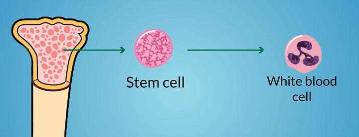 How does leukemia start?