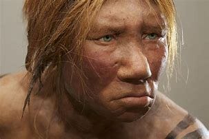 Image result for neanderthal