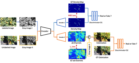 A Semi-supervised Deep Neural Network for Fruit Yield Estimation for Intelligent Agriculture