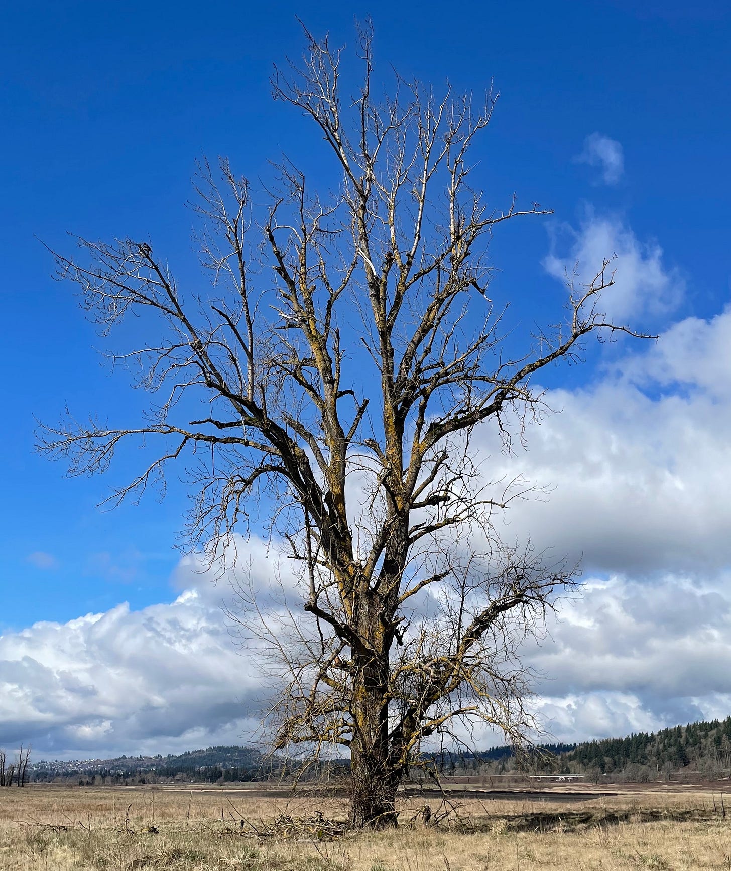 Gnarly Gorge Tree.jpg