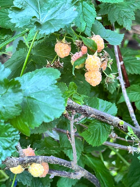 Here comes the fruit, it is about to harvest time