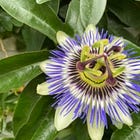 Opinions are like arseholes....