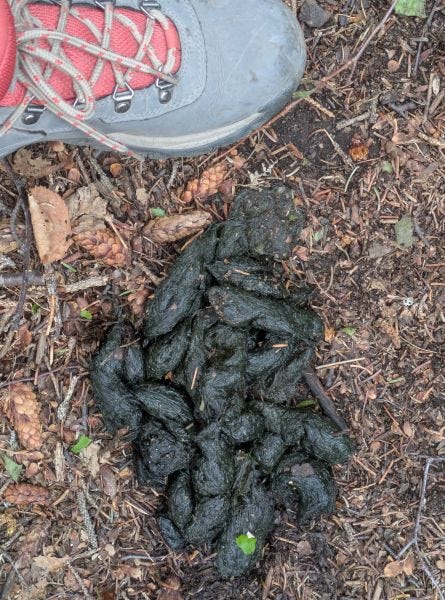 a hiking boot next to a pile of black/green bear scat on a trail