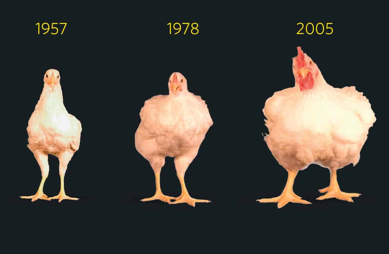 How chickens tripled in size since the 1950s