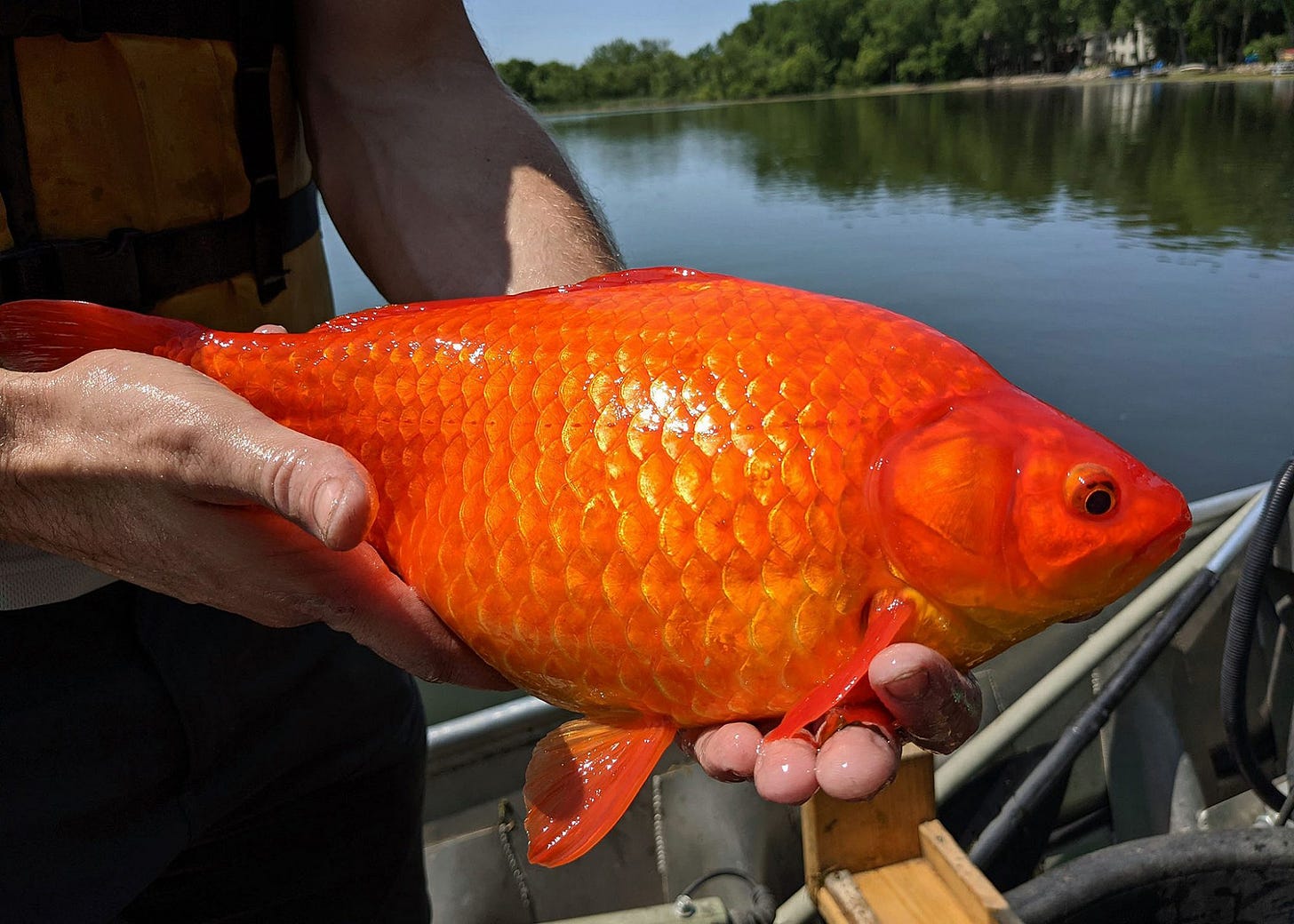 giant goldfish