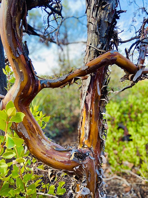 Photos from around Sedona, Arizona.