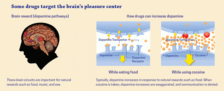 Images of how drugs flood the brain’s reward center with dopamine. Images of how drugs flood the brain’s reward center with dopamine.
