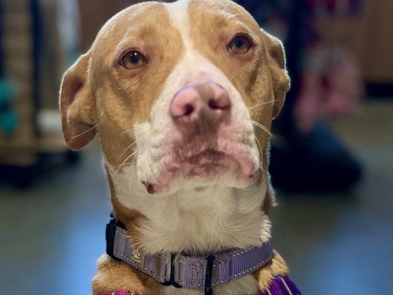 Adopt Lucky: A sweet and friendly boy who likes to give big hugs