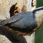 Interview with Betsy Albert, Pat Knapp, and Tim Kennelty (The Taghkanic Community Forest): Rooting Community