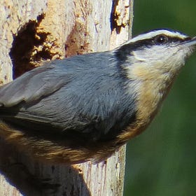 Interview with Betsy Albert, Pat Knapp, and Tim Kennelty (The Taghkanic Community Forest): Rooting Community