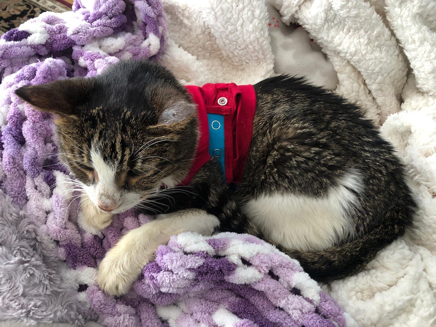 A thin tabby and white cat sitting on soft white and lavender blankets, looking down. She is wearing a red medical shirt protecting the upper part of her body.