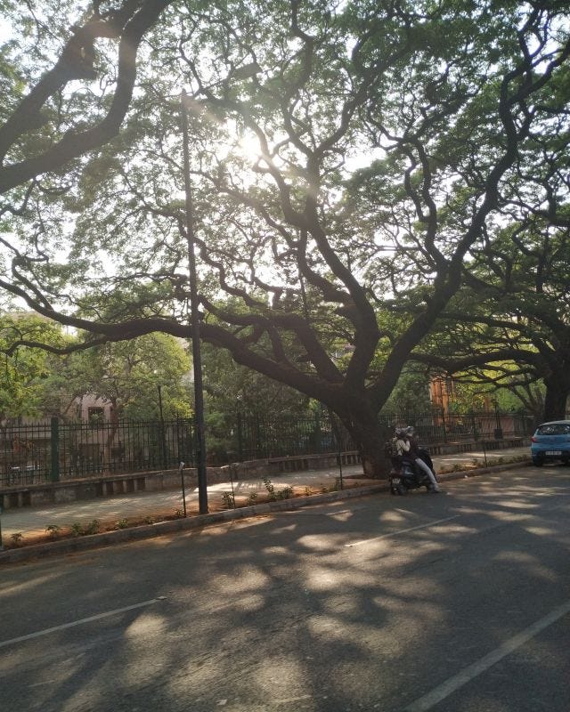 A tree spreading its branches from one sie of the road to the other. A man seated on a bike under the tree. Can see the shadows of the tree on the road. A tree spreading its branches from one sie of the road to the other. A man seated on a bike under the tree. Can see the shadows of the tree on the road.
