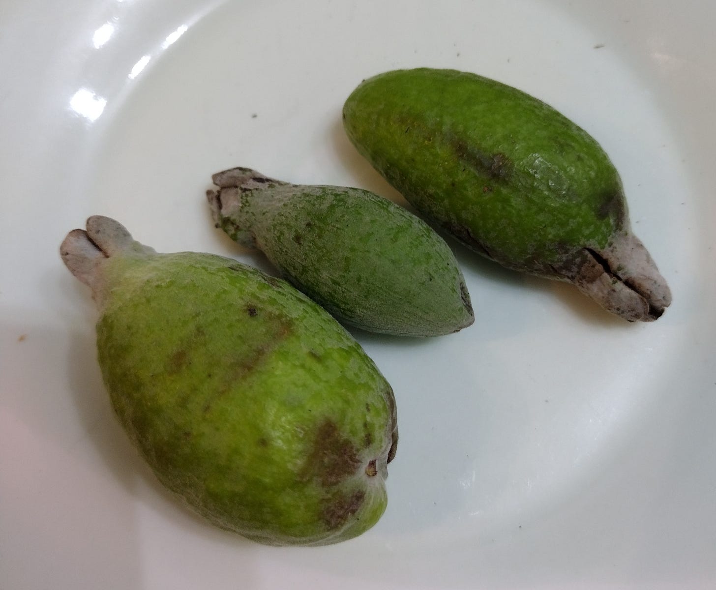 Three green fruits, slightly bruised, on a plate