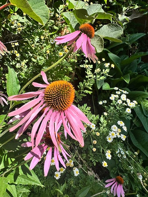 July Garden in bloom