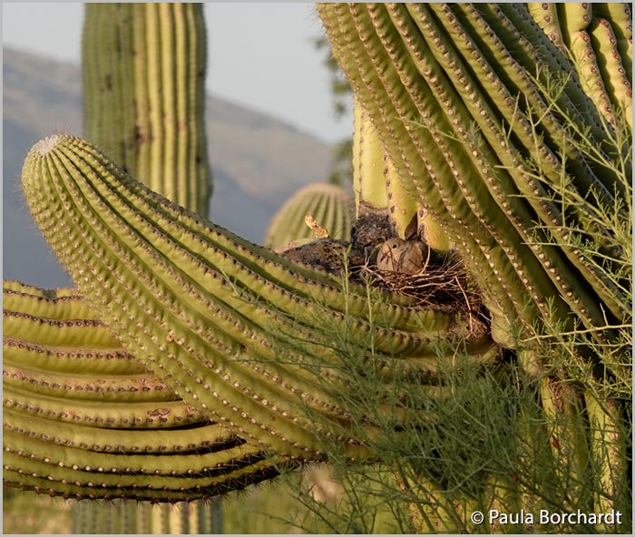 Mourning Dove sitting on nest in crook of Saguaro arm Mourning Dove sitting on nest in crook of Saguaro arm