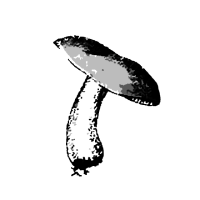 a wee mushroom line break