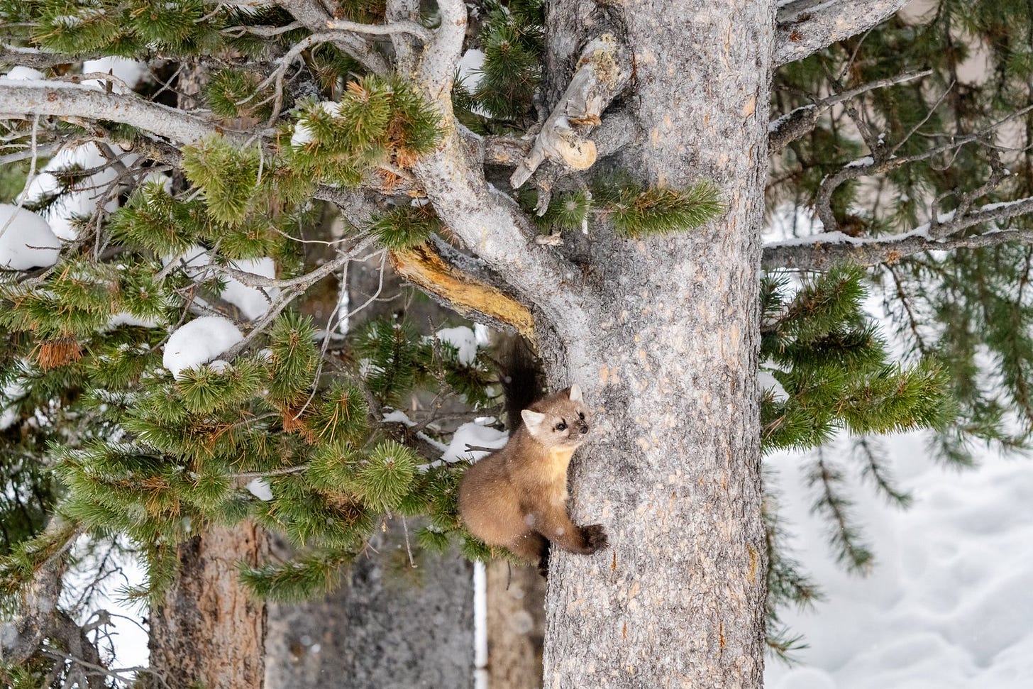 Winter In Yellowstone National Park © Jennifer Carr Photography-4-2.jpg