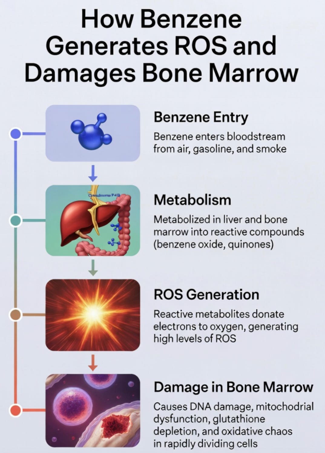 Why Blood Cancers Form: Benzene, Diffuse Toxins, and the Bone Marrow Vault