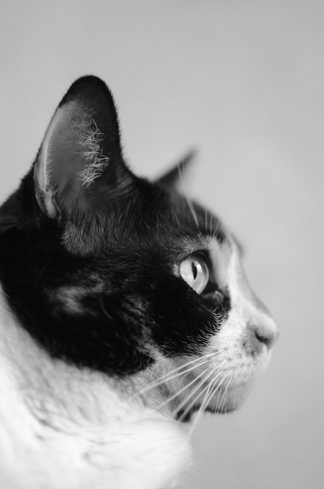 a cat looking at the camera