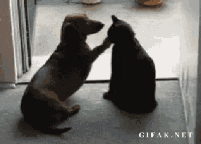 Dog and cat sitting next to each other. Dog gently paws cat's chest a few times, then cat paws gently at dog's chest.