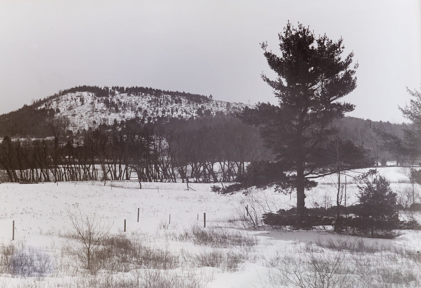 Whittemore Hill