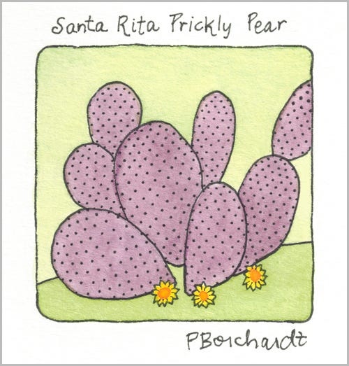 Purple Santa Rita Prickly Pear growing next to yellow wildflowers (pen & watercolor)