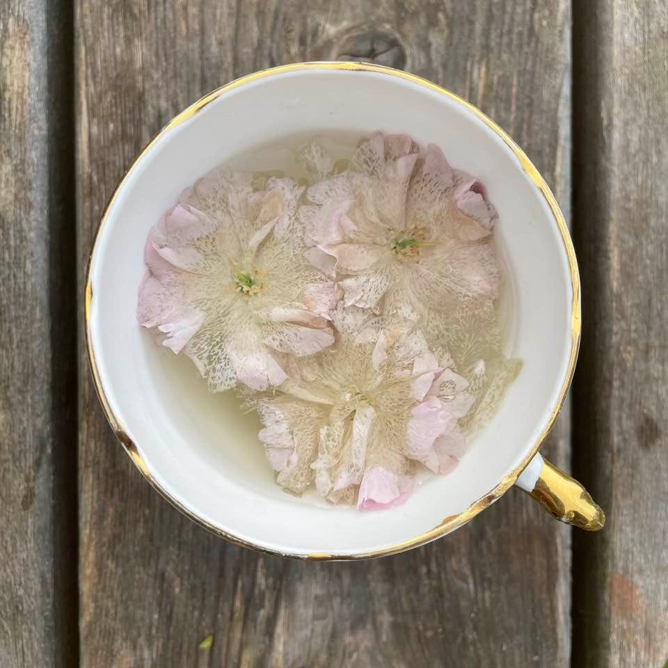 pink cherry blossom tea with colour lost from petals exposing lacy network of veins