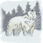 The polar bear