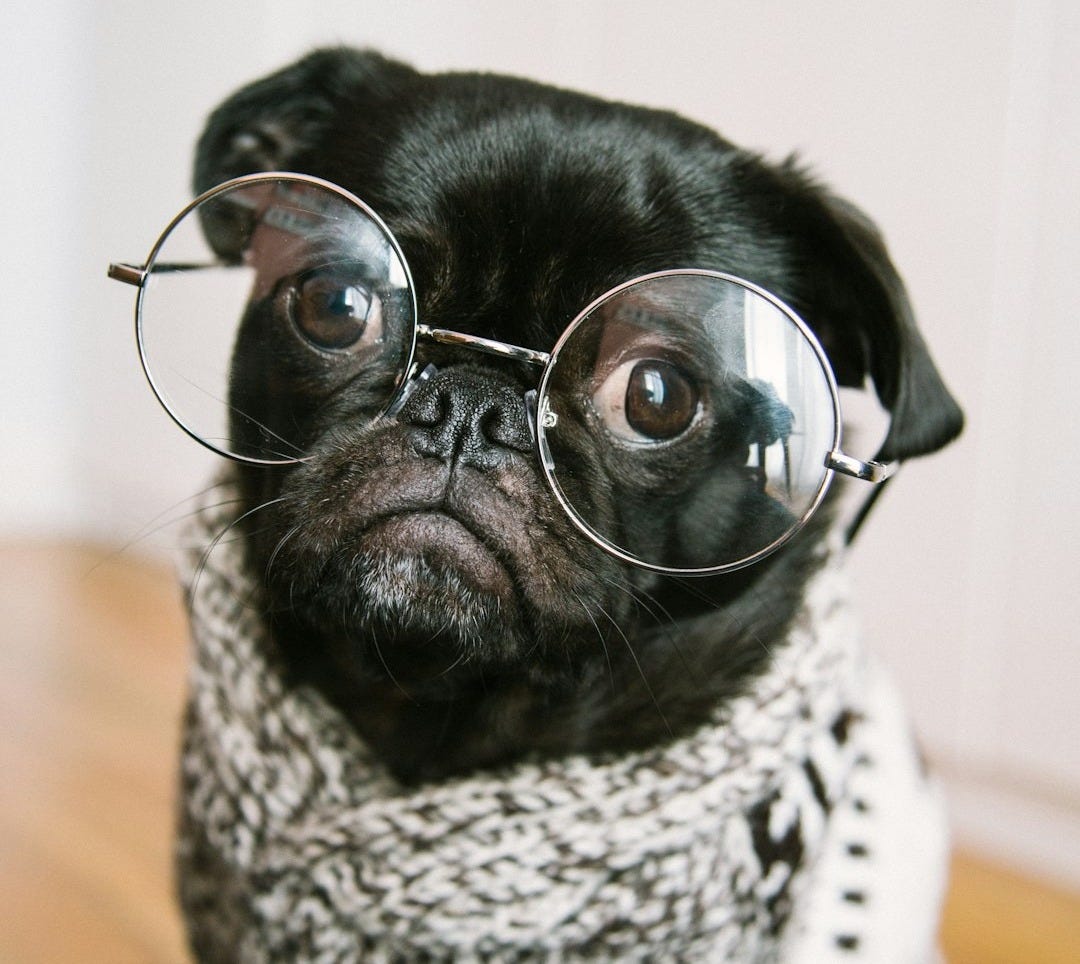 adult black pug adult black pug
