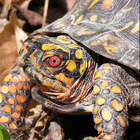 閉じこもれるから、生き残れた。ヒガシハコガメという亀