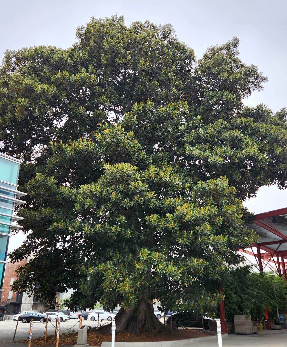 Very large and full moreton bay fig tree. Around it is concrete.