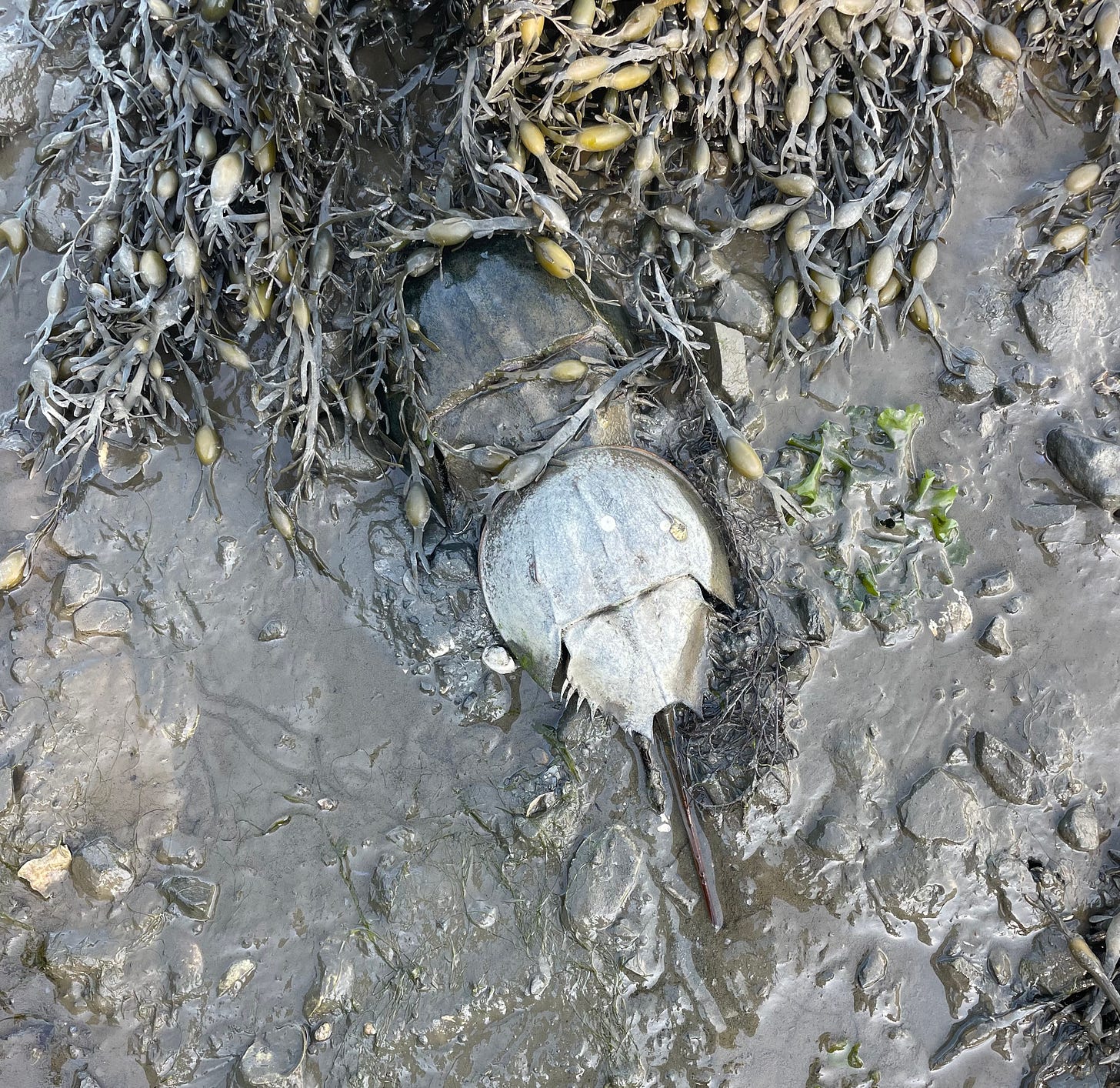 horseshoe crabs horseshoe crabs