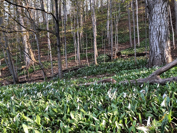 White & Yellow Trout-lilies