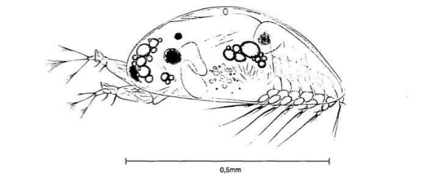 A drawing of a fish
AI-generated content may be incorrect. A drawing of a fish
AI-generated content may be incorrect.