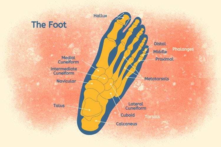 The Foot The Foot